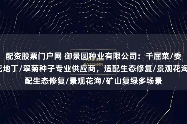 配资股票门户网 御景圆种业有限公司：千屈菜/委陵菜/大滨菊/紫花地丁/翠菊种子专业供应商，适配生态修复/景观花海/矿山复绿多场景
